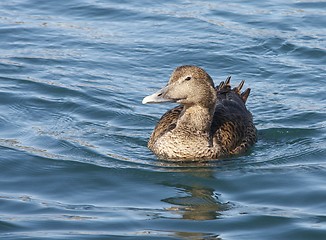 Image showing Common eider,