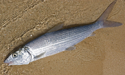 Image showing bonefish