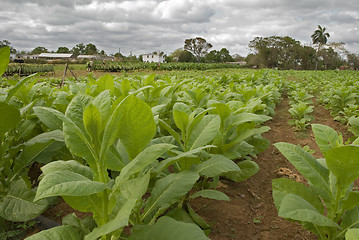 Image showing tobacco