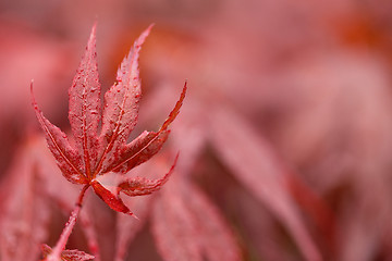 Image showing water drops on red mapple leaf 