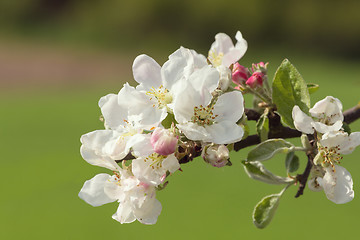 Image showing blooming flowering apple in spring