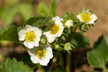 Image showing Woodland strawberry flowering