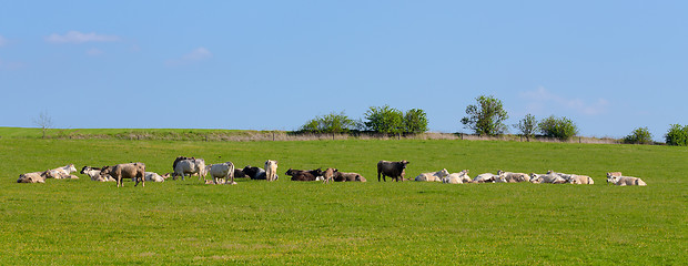 Image showing Herd of cows at spring green field