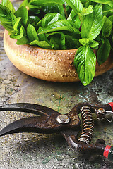 Image showing mint leaves and secateurs