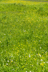 Image showing meadow at springtime