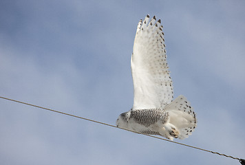 Image showing Snowy Owl in Flight 