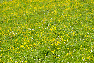 Image showing meadow at springtime