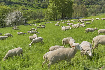 Image showing sheep at spring time