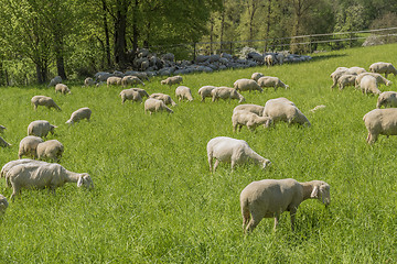 Image showing sheep at spring time