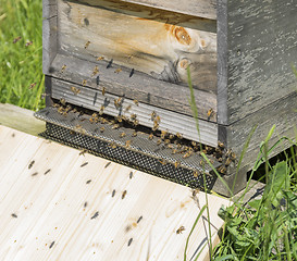 Image showing beehive with bees