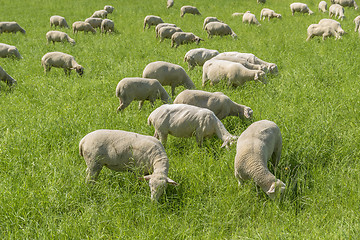 Image showing sheep at spring time