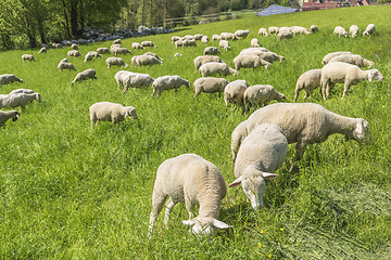 Image showing sheep at spring time