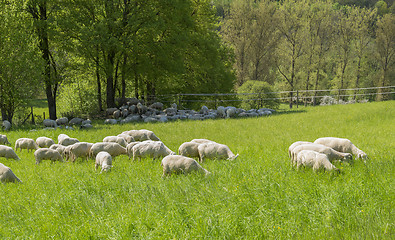 Image showing sheep at spring time