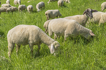 Image showing sheep at spring time