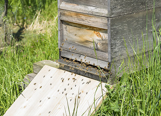 Image showing beehive with bees