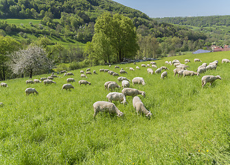 Image showing sheep at spring time