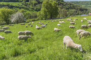 Image showing sheep at spring time