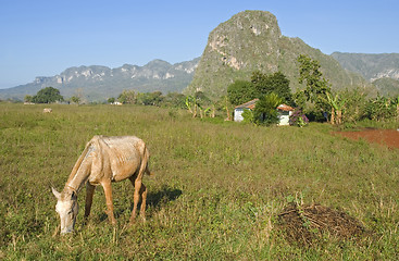 Image showing vinales