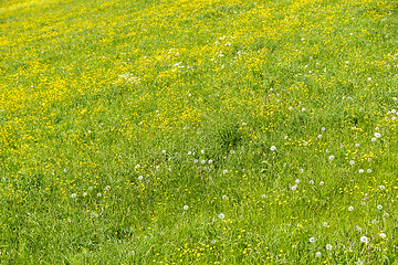 Image showing meadow at springtime