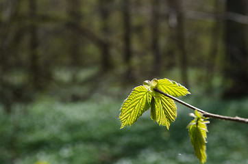 Image showing New hazel leaves closeup