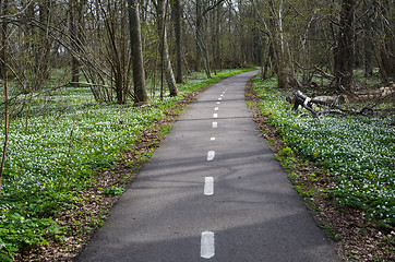 Image showing Walkway surrounded of spring flowers