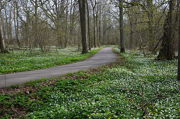 Image showing Spring by a walkway 