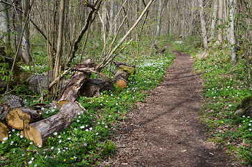 Image showing Cut tree trunk by a footpath