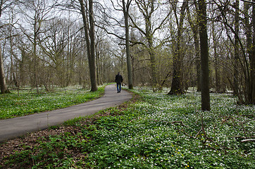 Image showing Recreational walk at spring