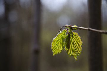 Image showing New hazel leaves closeup