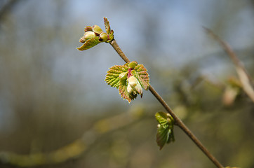 Image showing Twig with new hazel leaves