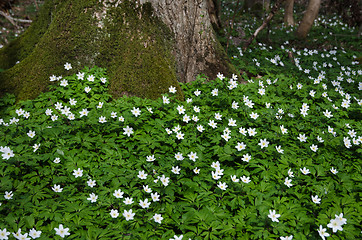 Image showing Blossom windflowers