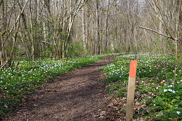 Image showing Marker by a footpath