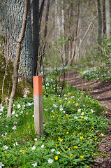 Image showing Signpost by a trail