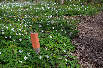 Image showing Wooden marker by a trail