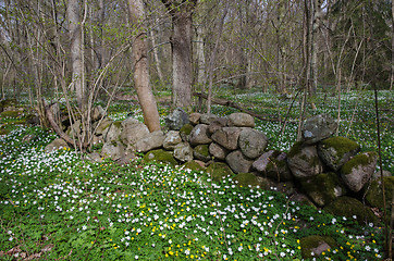 Image showing Spring in the woods