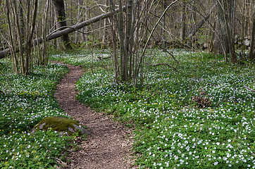 Image showing Footpath through a flower covered forest