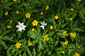 Image showing Fresh spring flowers