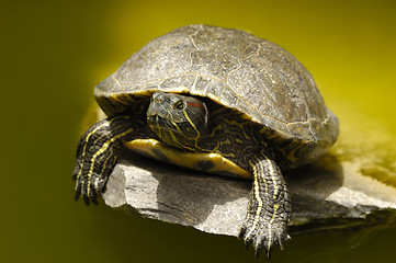 Image showing turtle is sunbathing