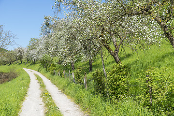 Image showing field path at spring time