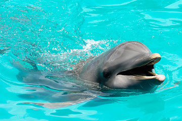 Image showing Happy smiling dolphin