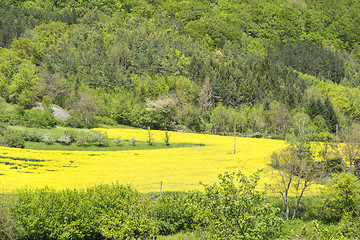 Image showing rural springtime scenery