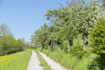 Image showing field path at spring time