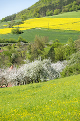 Image showing rural springtime scenery