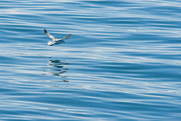 Image showing Seagull flying just above the water