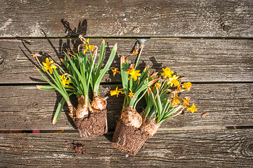 Image showing Withered daffodils on wooden background