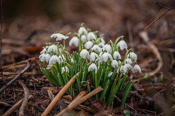 Image showing Springtime with snowdrop flowers