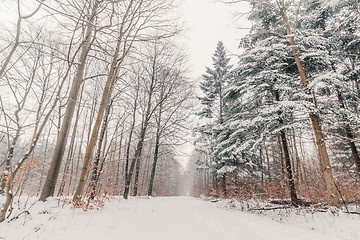 Image showing Snow on the trees in a forest