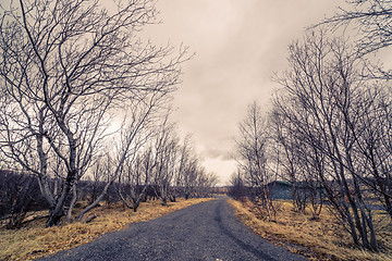 Image showing Birch trees at a black gravel path