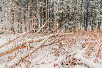 Image showing Branches covered with snow in the forest