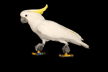 Image showing Parrot is running on roller skates